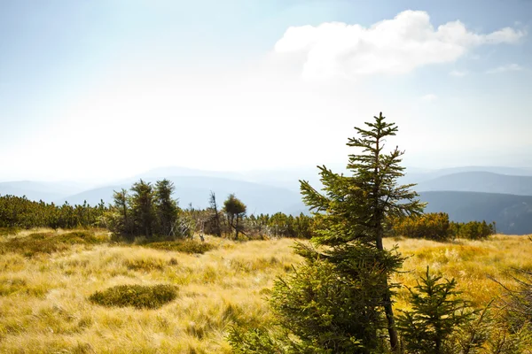 Stock image Beautiful summer landscape in the czech mountain krkonose