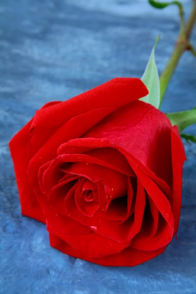 Schöne rote Rose auf grauem Hintergrund — Stockfoto
