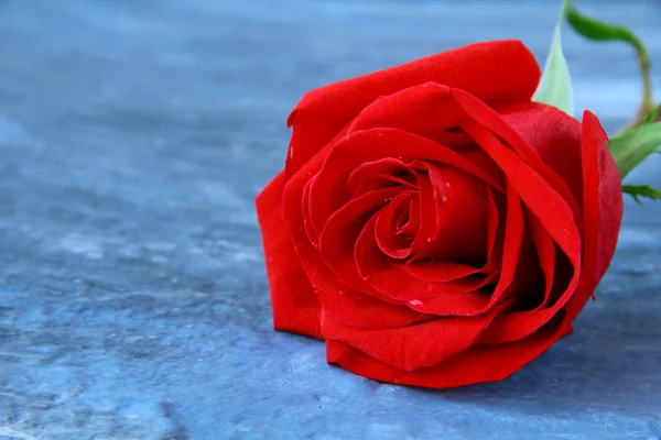 Bella rosa rossa su sfondo grigio — Foto Stock