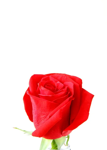 Kaunis punainen ruusu valkoisella taustalla — kuvapankkivalokuva