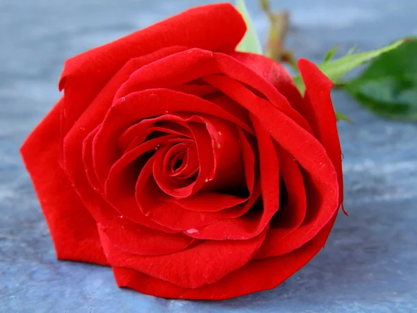 Hermosa rosa roja sobre fondo gris — Foto de Stock