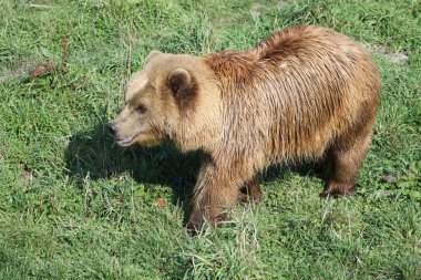 Brown bear clipart