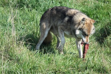 Wolf eating clipart