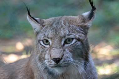 Eurasien lynx