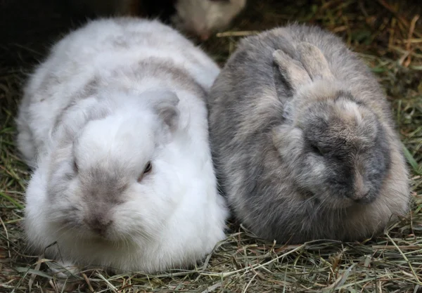 Conejos —  Fotos de Stock