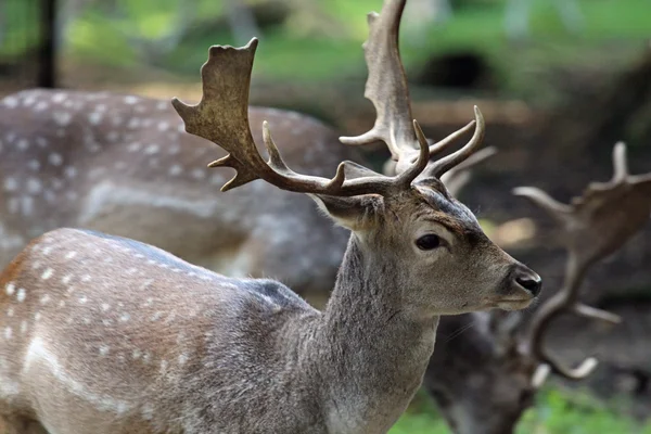 stock image Fallow deer