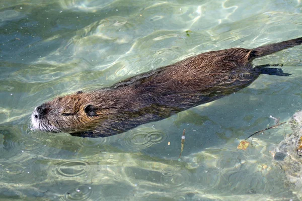 stock image Muskrat