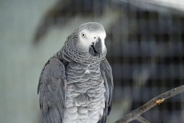 Сірий папуга — стокове фото