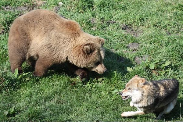 곰과 늑대 싸움 — 스톡 사진