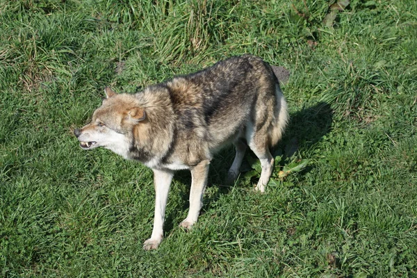 Dühös wolf — Stock Fotó