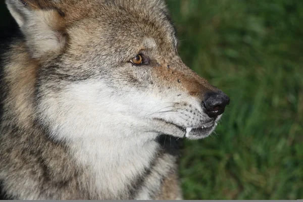 Wolf portrait — Stock Photo, Image