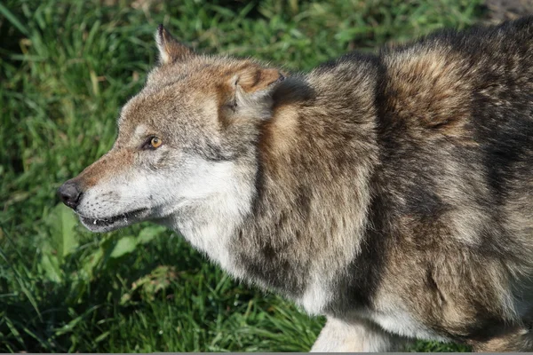 Wilk lub canis lupus — Zdjęcie stockowe
