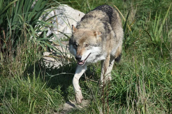 Wolf running — Stock Photo, Image