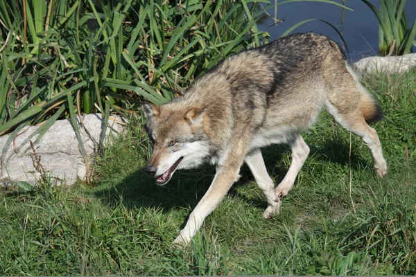 Wolf uitgevoerd — Stockfoto