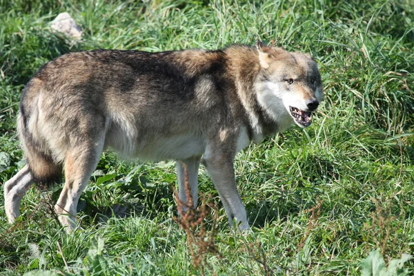Serigala atau Canis Lupus — Stok Foto