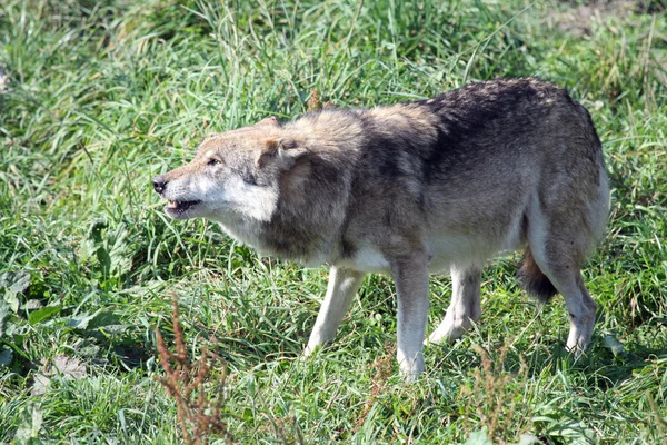 Lobo o Canis Lupus —  Fotos de Stock