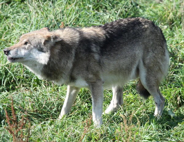 늑대 또는 개 속 루 퍼스 — 스톡 사진