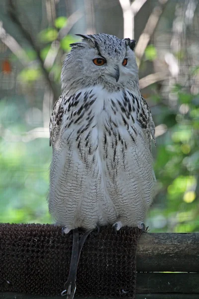 Snow owl — Stock Photo, Image