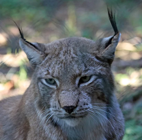 Eurasien lynx — Stok fotoğraf