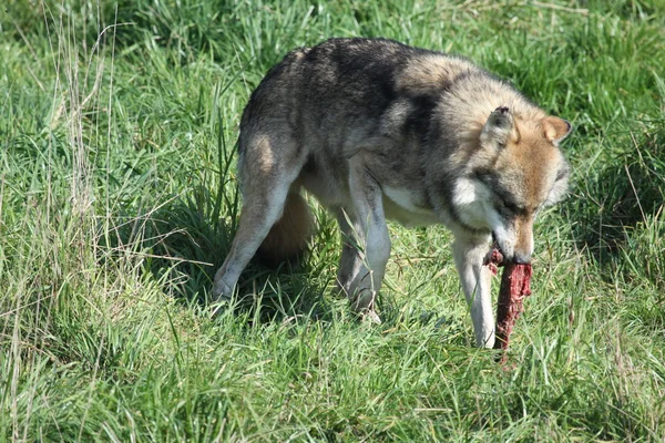 Loup mangeant Photos De Stock Libres De Droits