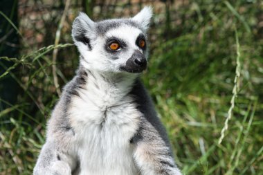 Ring-Tailed Maki