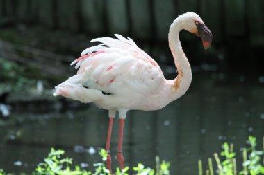 küçük flamingo