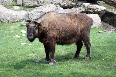 takin veya sığır chamois