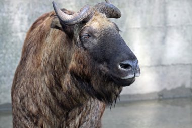 takin veya sığır chamois