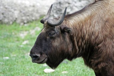 takin veya sığır chamois