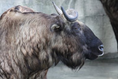 takin veya sığır chamois