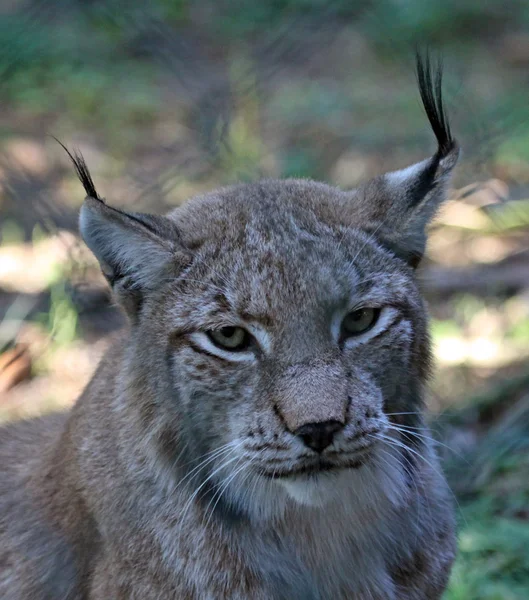 Eurasien lynx — Stockfoto