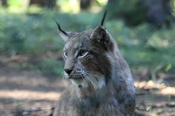 Eurasien lynx — ストック写真