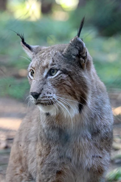 Eurasien lynx — Stock Photo, Image