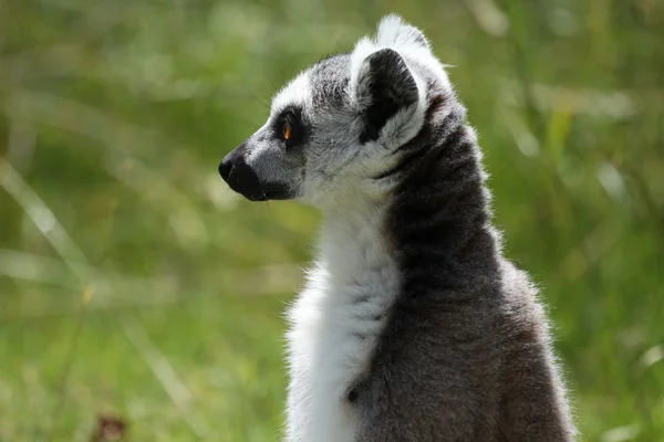 Ringhalet Lemur - Stock-foto