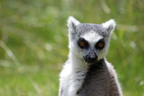 Ogoniasty lemur — Zdjęcie stockowe