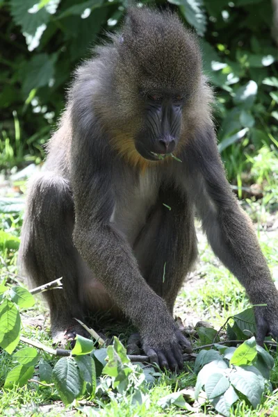 Mandrill'di