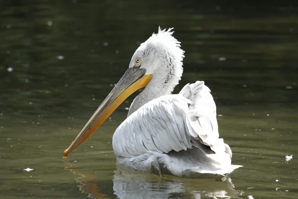 stock image Dalmatian Pelican