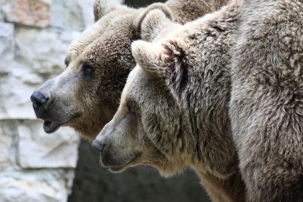 Brown bear couple — Stock Photo, Image