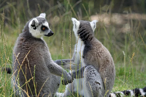 Lemur-de-cauda-anelada Imagens De Bancos De Imagens