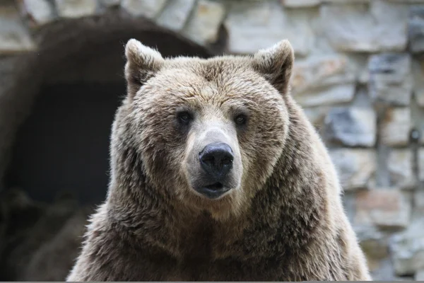 Medvěd hnědý Stock Snímky
