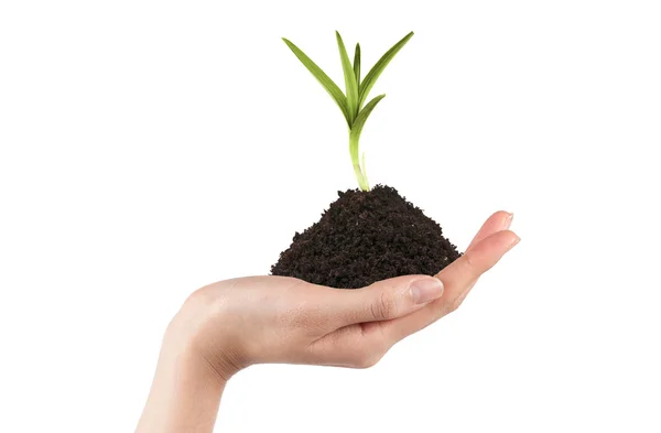 Hands holding a new tree — Stock Photo, Image
