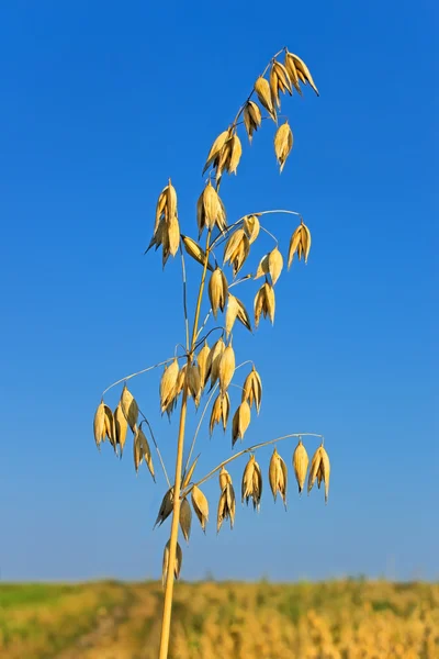 成熟的穗状燕麦 — 图库照片