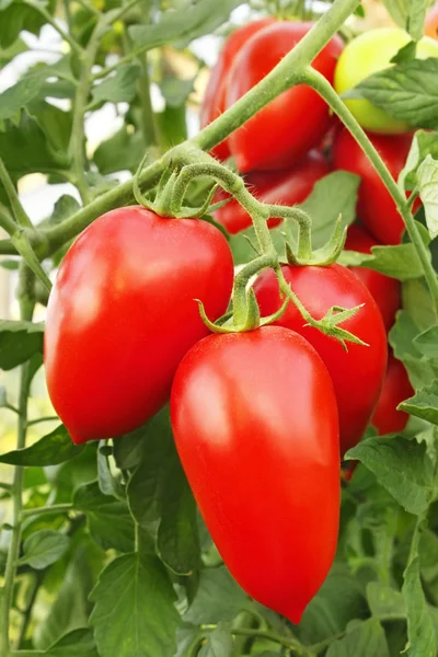Red tomatoes in greenhouse — Stock Photo, Image