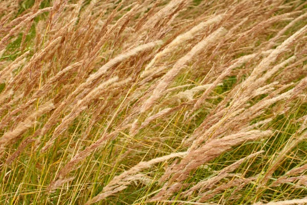 Дикі зернових текстури — стокове фото
