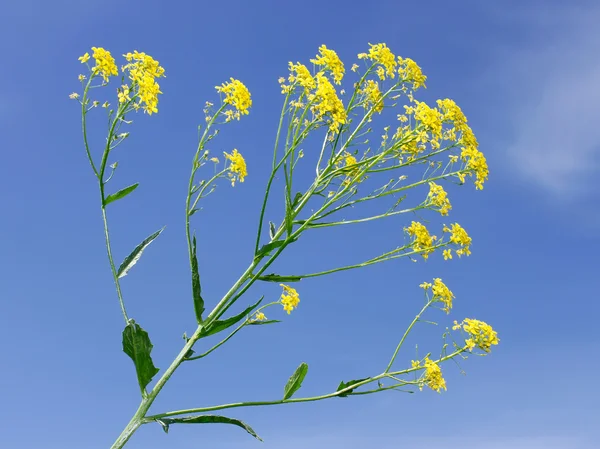 Crucifer yellow flowers — Stock Photo, Image