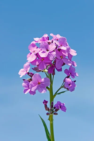 Dekorativní fialové květy — Stock fotografie