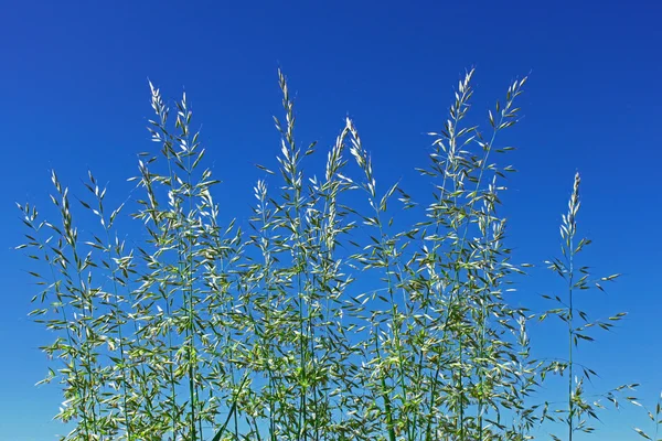 開花穀草の芝生 — ストック写真