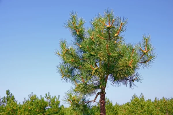 松の木の上部 — ストック写真
