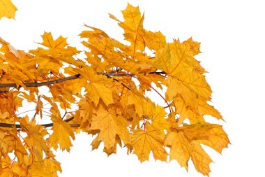 Yellow maple leaves isolated clipart