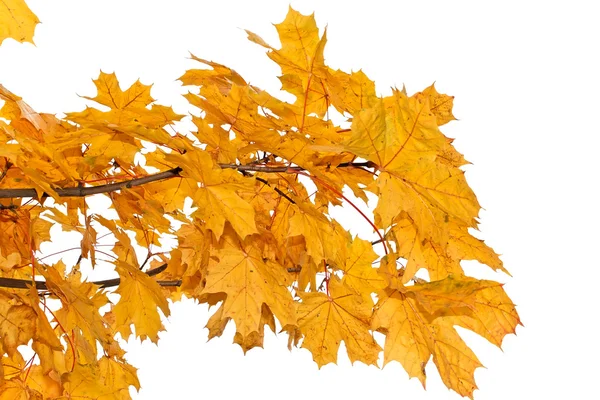 Klon żółty liść na białym tle — Zdjęcie stockowe